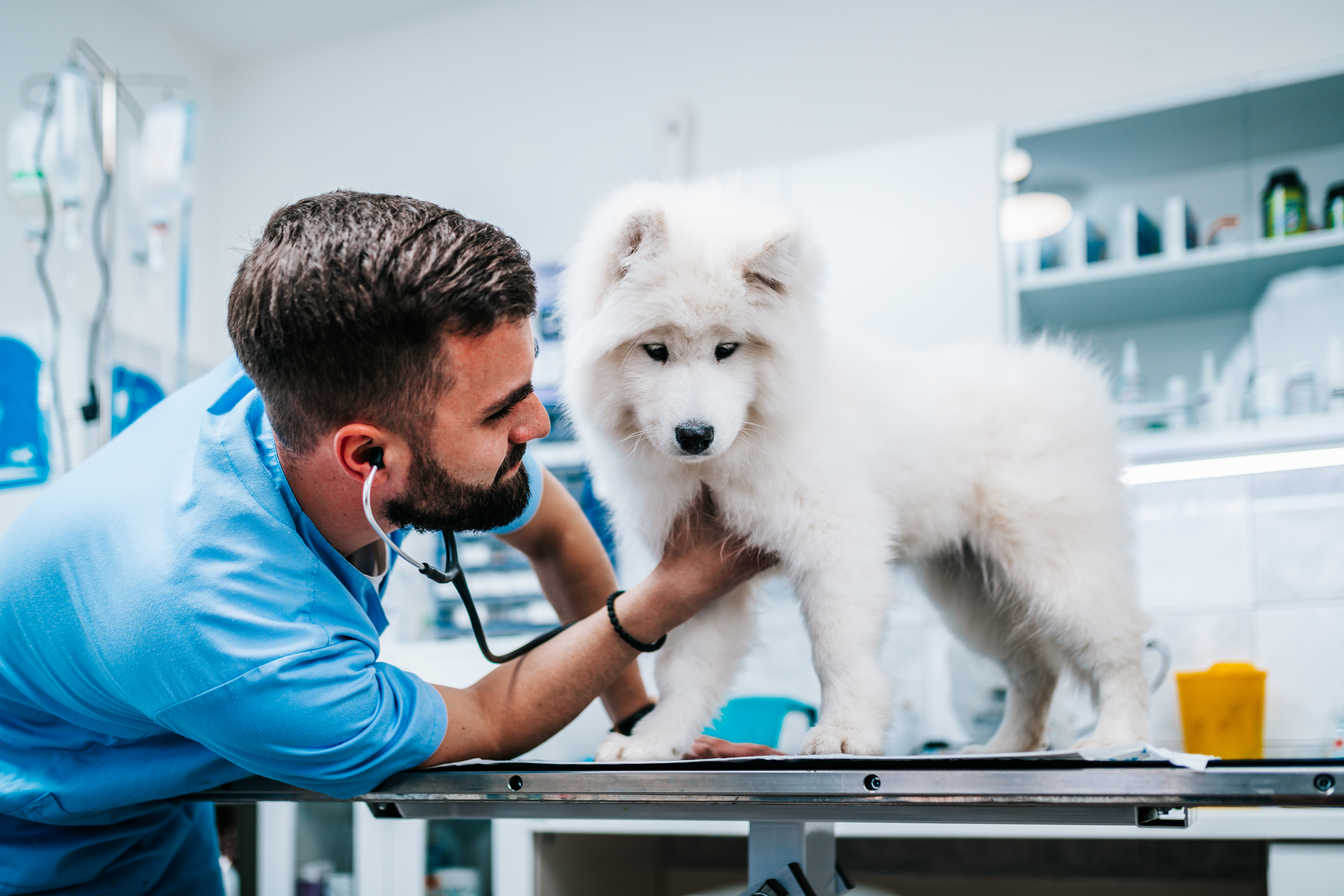 Working as a Vet in the UAE