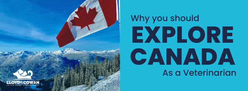 Why Canada should be your next move as a Veterinarian